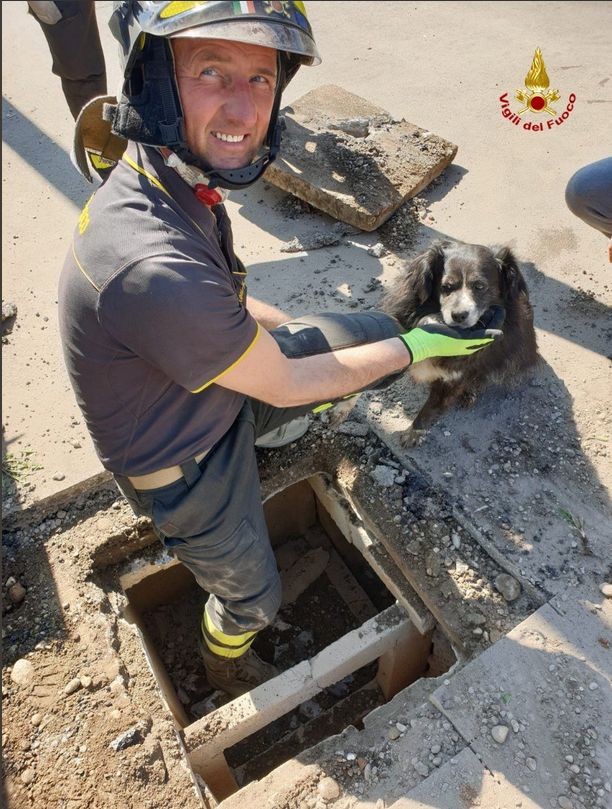Cane in un tombino, i Vigili del Fuoco salvano la bestiola intrappolata nella fognatura