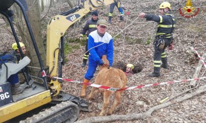 Vitello caduto in una buca salvato dai vigili del fuoco