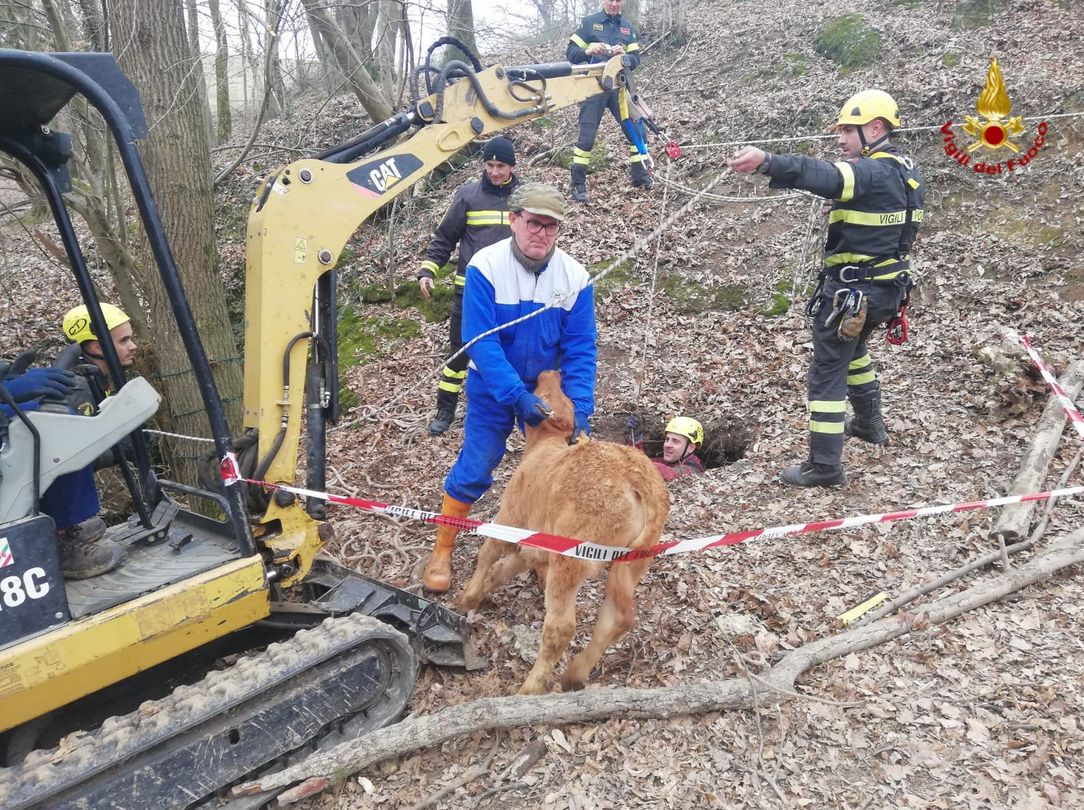 Vitello caduto in una buca salvato dai vigili del fuoco