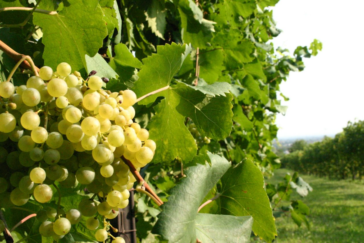 Primavera del Prosecco fa tappa a San Pietro di Barbozza
