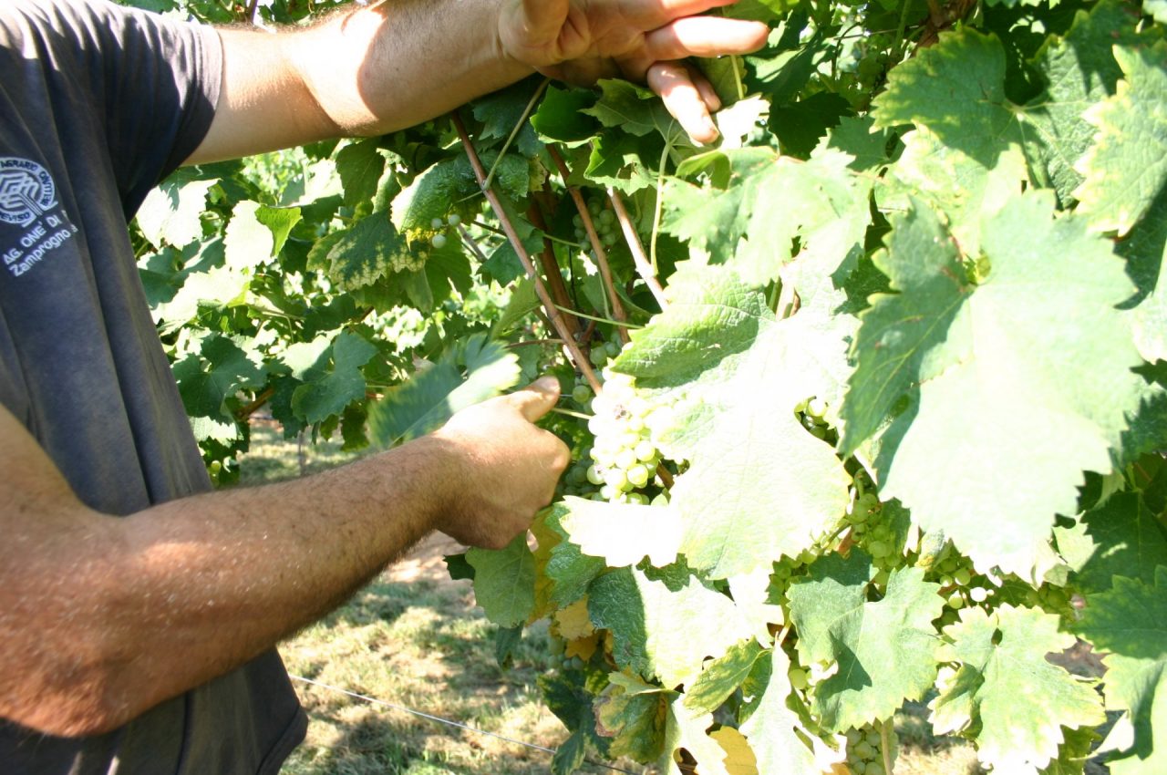 Primavera del Prosecco Superiore