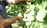 Primavera del Prosecco Superiore