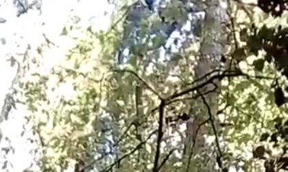 Parapendista resta impigliato in un albero sul Grappa