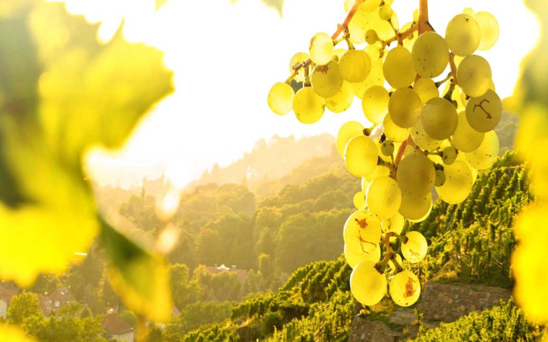 Colline del Conegliano Valdobbiadene, da domani “Bio Experience” con Perlage Winery