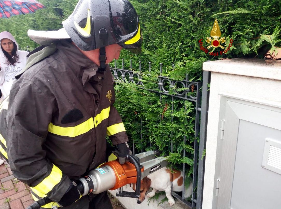 Passo, non passo e il cagnolino resta incastrato