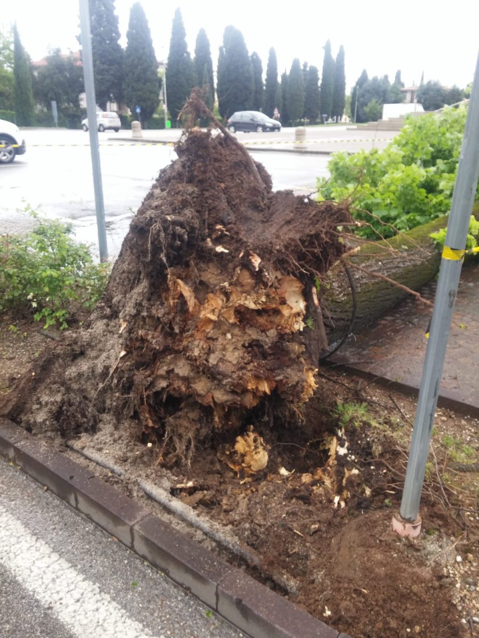 Maltempo, cade albero davanti al Duomo di Montebelluna