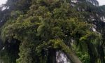 L'albero rischia di crollare sulla scuola