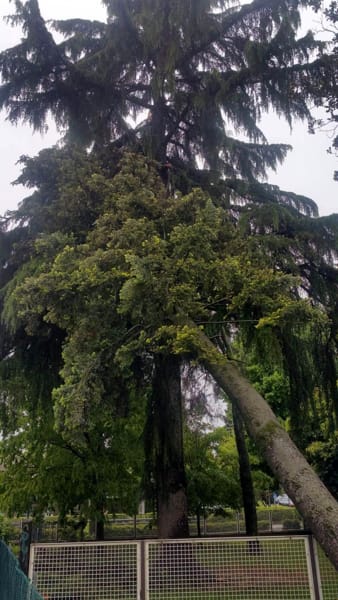 L’albero rischia di crollare sulla scuola