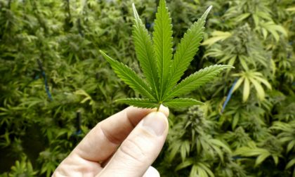 Cannabis light: arriva il divieto dalla Cassazione