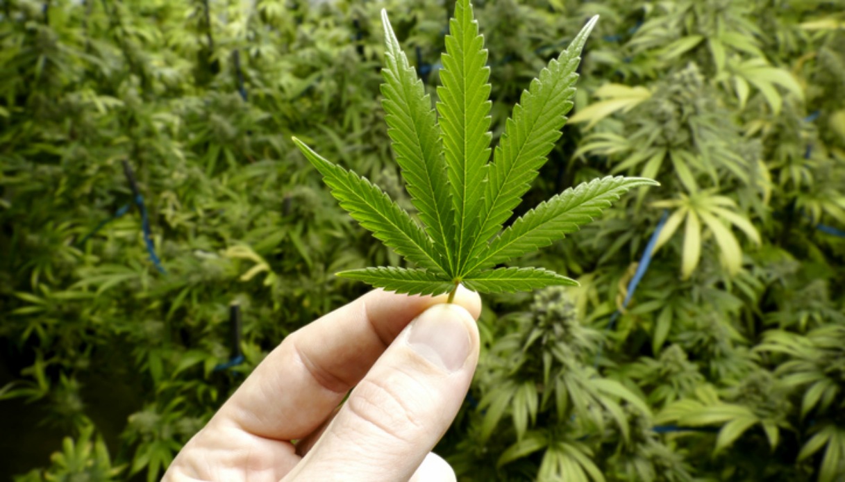 Voucher e premi ai giovani che smettono di fumare marijuana: come funziona il progetto “ICM” dell’Ulss 2