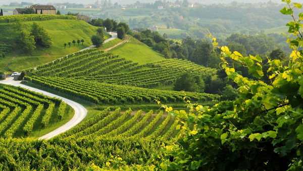 Prosecco, Zaia: "Stop a nuove piantumazioni"