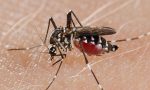 Piano anti zanzare 2020 Treviso: al via la distribuzione delle pastiglie antivirali