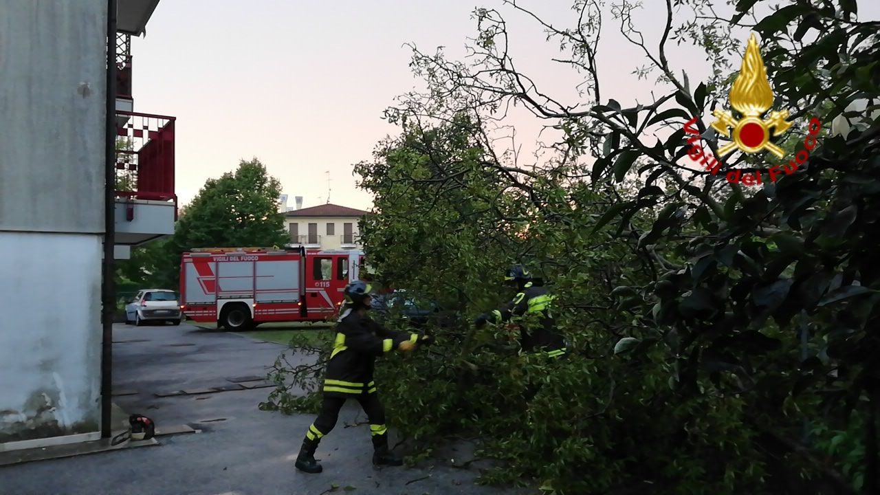 Maltempo nella Marca, alberi caduti e pali pericolanti: ecco dove