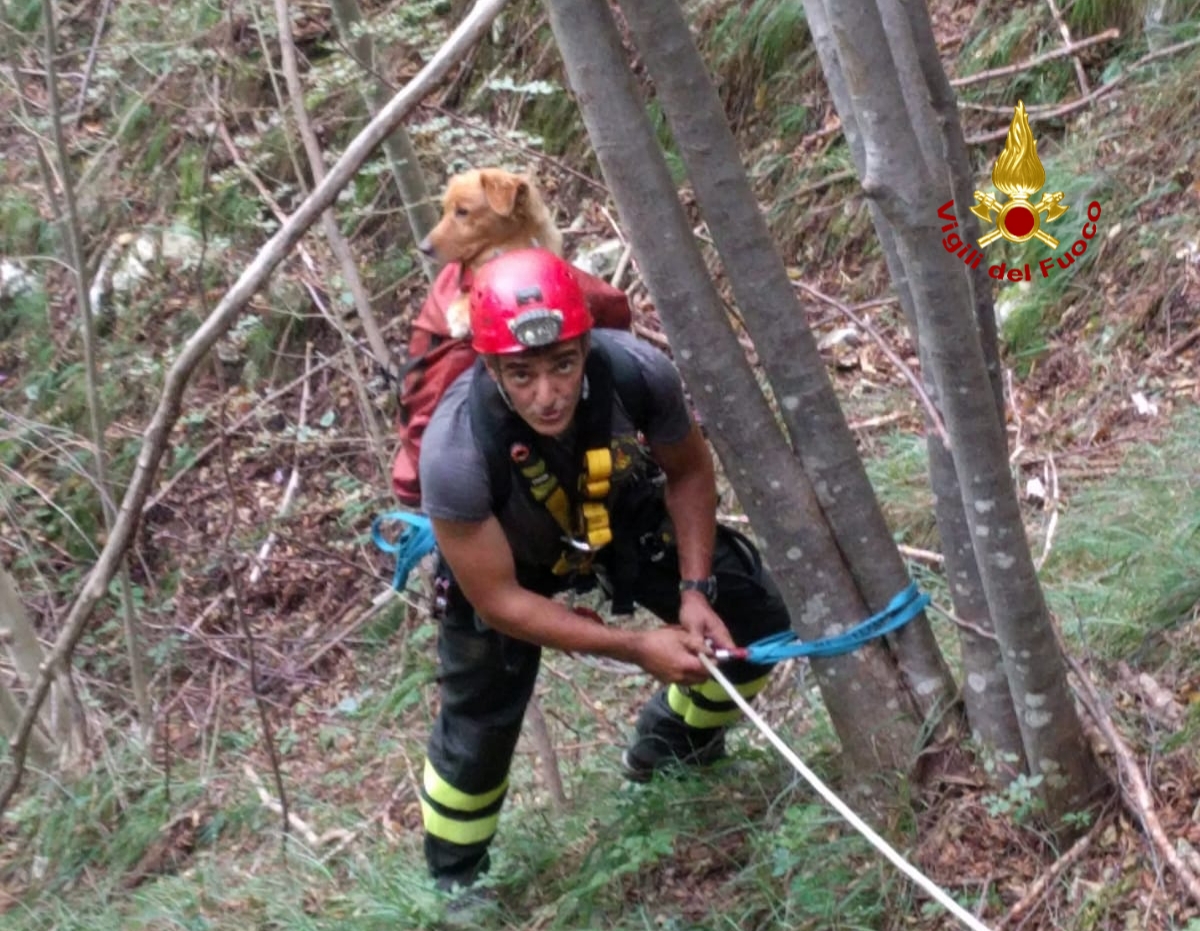 I vigili del fuoco salvano un cane caduto in un burrone