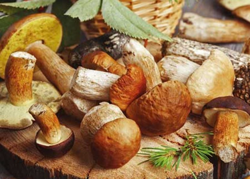 Delizie d’Autunno: in mostra le eccellenze della Marca Trevigiana