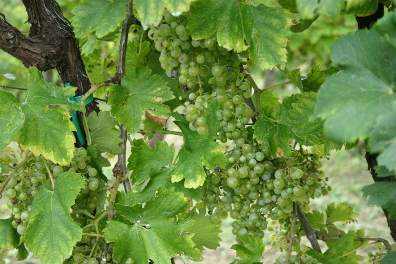 Domani la prima vendemmia sulle Colline dell’Unesco