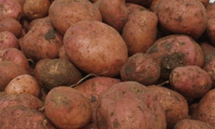 La Patata di Pagnano sarà denominazione comunale
