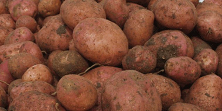 La Patata di Pagnano sarà denominazione comunale