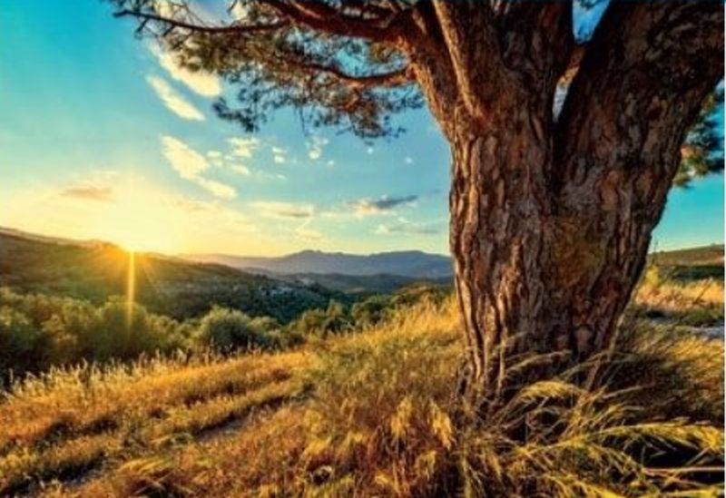 “L’albero, linfa di vita del nostro territorio”: da oggi a San Zenone 68 artisti in mostra