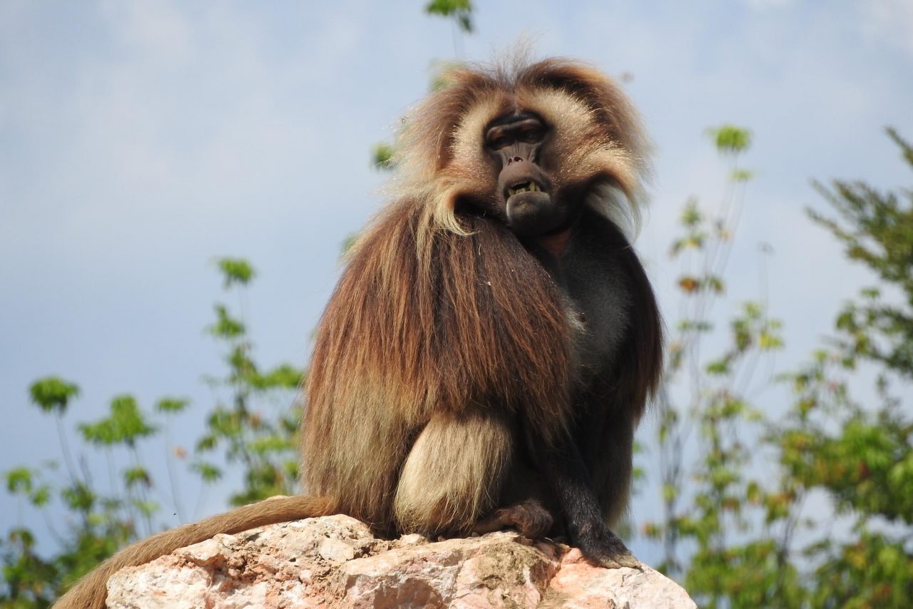 Le invasioni dell’uomo che ammalano gli animali: i gelada e il caso della giarda sugli altopiani etiopi