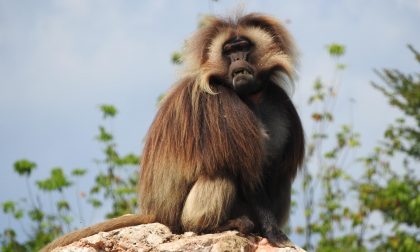 Le invasioni dell'uomo che ammalano gli animali: i gelada e il caso della giarda sugli altopiani etiopi