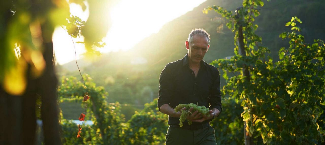Villa Maria, la nobile arte di fare il vino