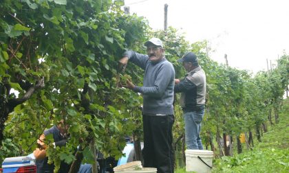 La prima "Vendemmia Unesco" promette qualità