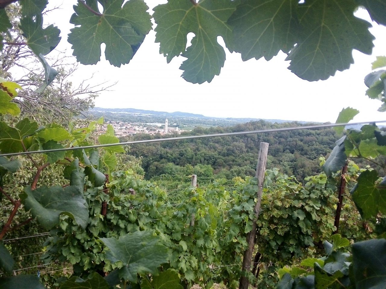 Le colline del Prosecco di Conegliano Valdobbiadene celebrano il patrimonio Unesco con il territorio