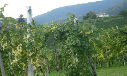 Agricoltore schiacciato dall’escavatore nel suo vigneto, trovato morto il giorno dopo