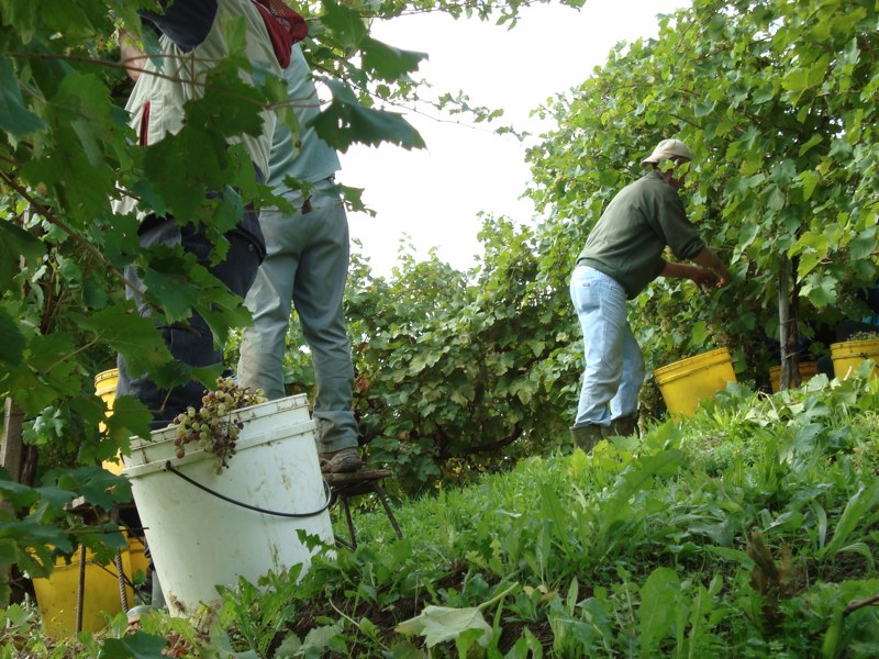 Recovery plan alimentare: "Meno competizione estera e più posti di lavoro in Italia"