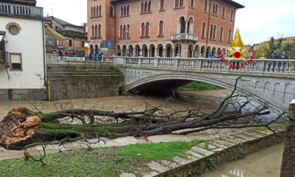 Cade l'ippocastano secolare simbolo di Pieve di Soligo