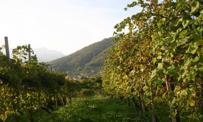 Asta di Vini del Montello a favore del centro Covid