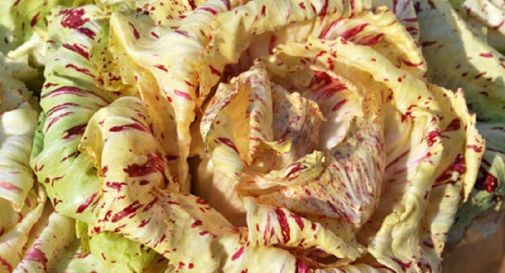 Fiori d’Inverno: radicchio protagonista nel fine settimana