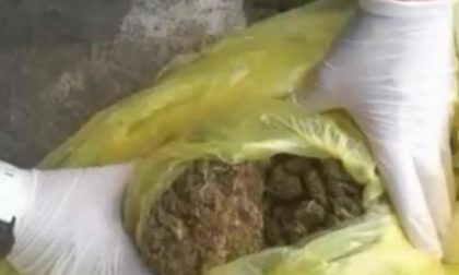 Giardinetti Sant'Andrea Treviso, Polizia locale sequestra marijuana nascosta tra i cespugli