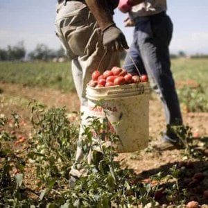 Caporalato, fermata organizzazione criminale pakistana che sfruttava richiedenti asilo come schiavi
