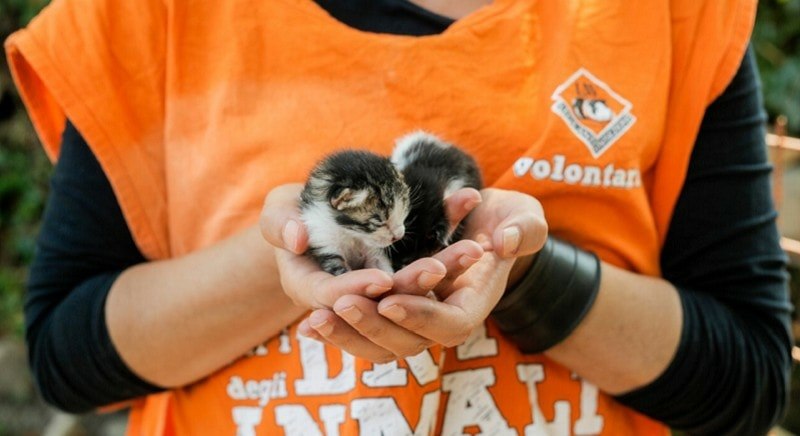 Persone in difficoltà con gli animali domestici? Ci pensa LAV onlus: ecco dove