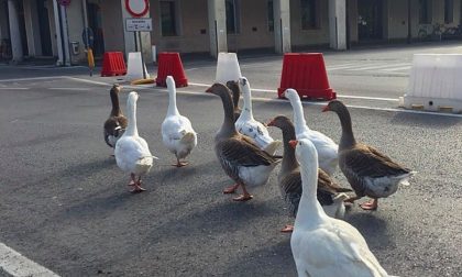 Oche a spasso per Treviso, la foto virale. Conte: "Le invidiamo un po'..."