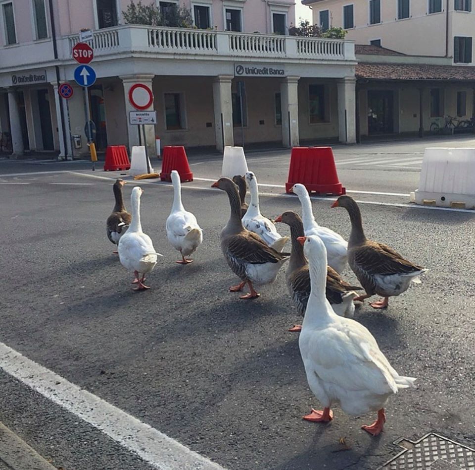 Oche a spasso per Treviso, la foto virale. Conte: “Le invidiamo un po’…”