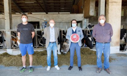 Pedemontana, nasce "l'Angelico di Montagna": primo formaggio che premia i produttori del territorio