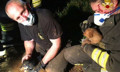 Cuccioli di pincher incastrati nel tubo a Conegliano: liberati dai Vigili del fuoco