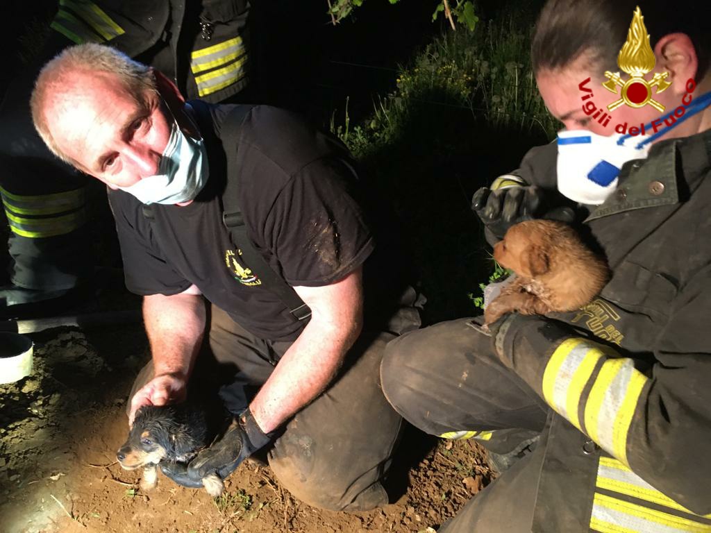 Cuccioli di pincher incastrati nel tubo a Conegliano: liberati dai Vigili del fuoco