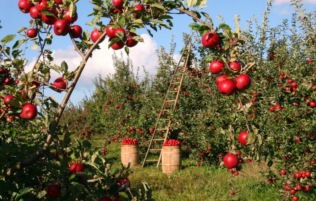 Coldiretti Treviso: “I giovani chiedono di lavorare in agricoltura”