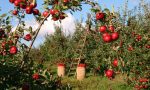 Coldiretti Treviso: "I giovani chiedono di lavorare in agricoltura"