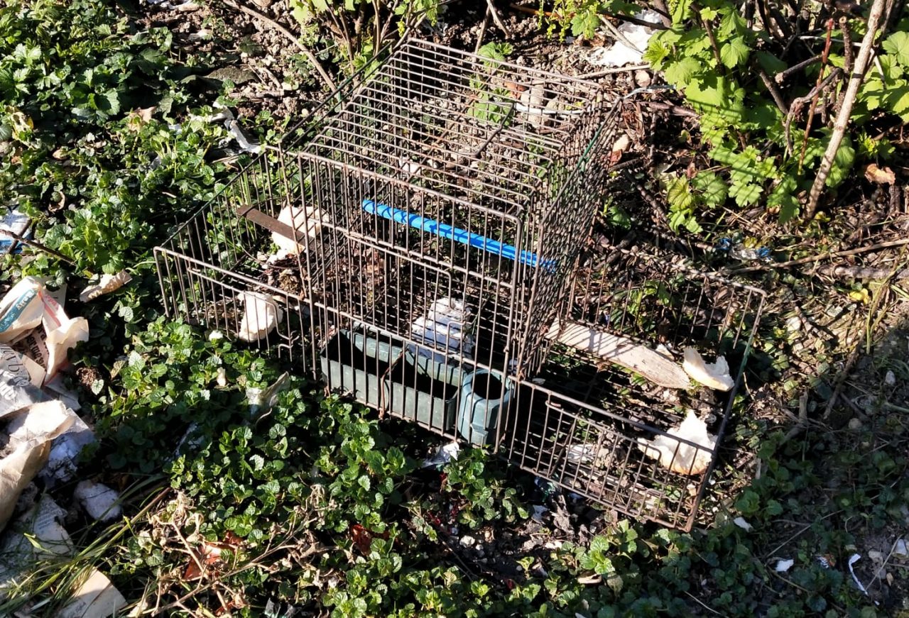 Polizia Provinciale: fermato bracconiere a Farra di Soligo