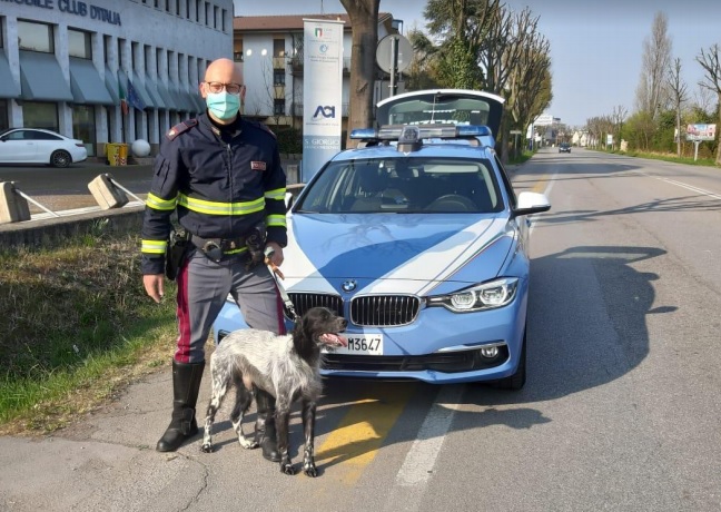 Cane fuggito a Villorba, salvato dagli agenti della Polstrada