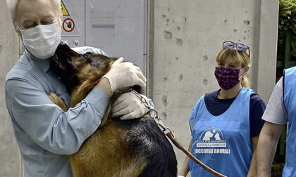 E La Giornata Internazionale Del Cane Frasi Aforismi E Curiosita Su Fido Prima Treviso