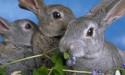 Speculazione cunicola, Coldiretti Treviso: "Pronti a rilasciare nelle campagne trevigiane 2 milioni di conigli"