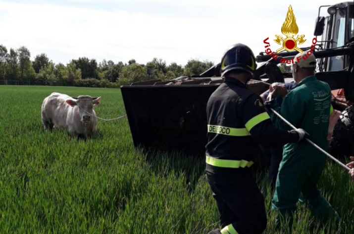 Toro di 4 quintali scappa a Salgareda: narcotizzato e riportato in stalla