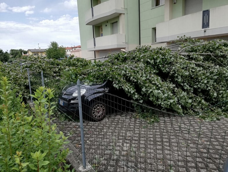 auto-schiacciata-albero-1