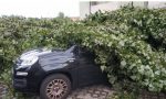 Albero sfonda l'auto di un residente ma il Comune non paga: "Colpa della natura..."